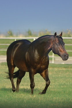 Roosters Wrangler