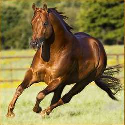 Inwhizable